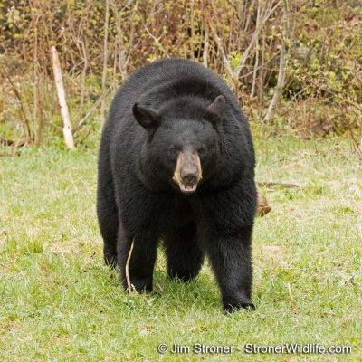 Holly-walking-toward-E87I8515-20180520-Stroner